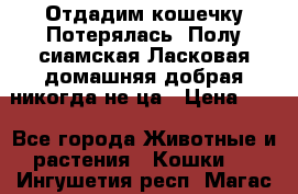 Отдадим кошечку.Потерялась. Полу сиамская.Ласковая,домашняя,добрая,никогда не ца › Цена ­ 1 - Все города Животные и растения » Кошки   . Ингушетия респ.,Магас г.